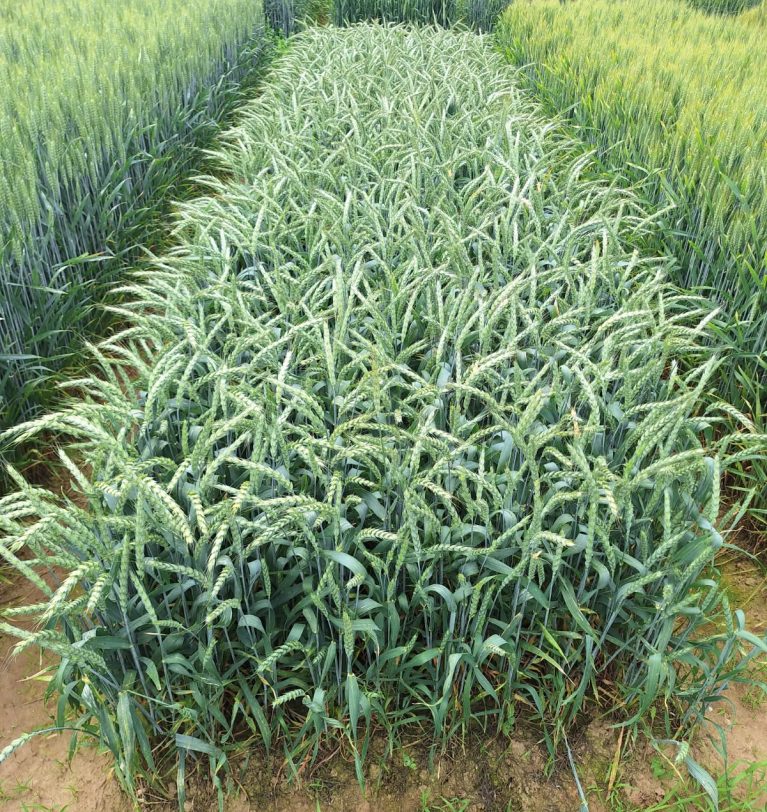 RGA is actively engaged in activities related to the exploitation of heterosis in wheat.